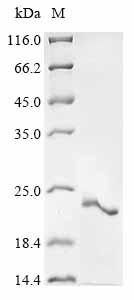 Recombinant Mouse Seminal vesicle secretory protein 4 (Svs4)