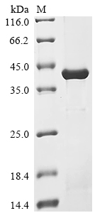 Recombinant Mouse Kallikrein 1-related peptidase b5 (Klk1b5)