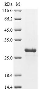 Recombinant Vibrio parahaemolyticus serotype O3:K6 Thermostable direct hemolysin 1 (tdh1)