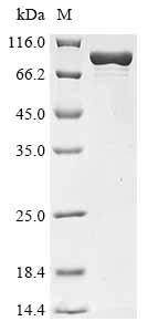Recombinant Escherichia coli DNA polymerase II (polB)