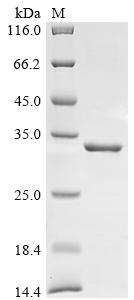 Recombinant Mouse H-2 class II histocompatibility antigen,E-U alpha chain (H2-Ea), partial