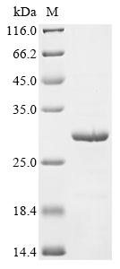 Recombinant Streptococcus mutans serotype c Glucosyltransferase-SI (gtfC), partial