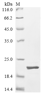 Recombinant Ganoderma lucidum Immunomodulatory protein Ling Zhi-8