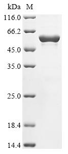 Recombinant Canavalia gladiata Canavalin