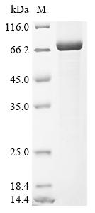 Recombinant Human Serine protease 56 (PRSS56)