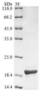 Recombinant Influenza A virus Protein PB1-F2 (PB1)