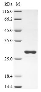 Recombinant Hypocrea rufa Endoglucanase 1, partial