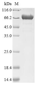 Recombinant Escherichia coli Poly-beta-1,6-N-acetyl-D-glucosamine N-deacetylase (pgaB)