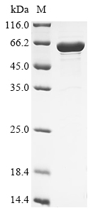 Recombinant Human cytomegalovirus Envelope glycoprotein UL132 (UL132), partial, Biotinylated
