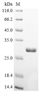 Recombinant Escherichia coli Peptidyl-lysine N-acetyltransferase PatZ (patZ), partial