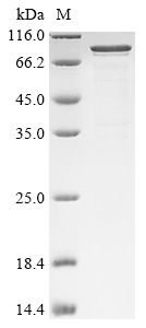 Recombinant Rat Neurosecretory protein VGF (Vgf)
