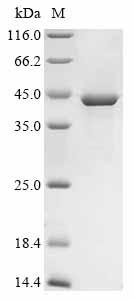 Recombinant Mouse Tsukushi (Tsku)