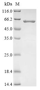 Recombinant Human Elongin-C (ELOC), Biotinylated