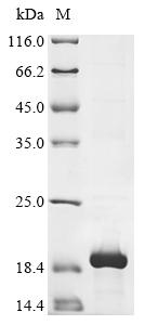 Recombinant Mouse Somatostatin (Sst), partial