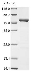 Recombinant Rat Lysosome membrane protein 2 (Scarb2), partial