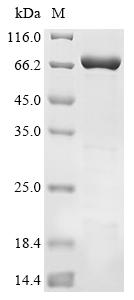 Recombinant Human Tyrosine-protein phosphatase non-receptor type 11 (PTPN11)