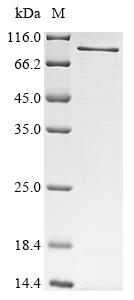 Recombinant Mouse Peroxisomal targeting signal 1 receptor (Pex5)
