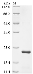 Recombinant Rat Neurotrophin-3 (Ntf3)