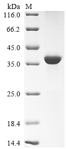 Recombinant Mouse Napsin-A (Napsa), partial