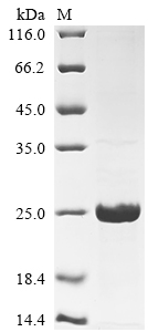 Recombinant Human Mucin-1 (MUC1)