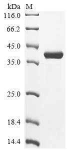 Recombinant Human Melanotransferrin (MELTF)