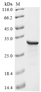 Recombinant Human Protein max (MAX)