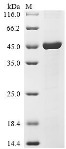 Recombinant Human Transcription factor Jun (JUN)