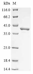 Recombinant Human 3-hydroxyisobutyrate dehydrogenase, mitochondrial (HIBADH)
