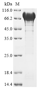 Recombinant Human Glycerol-3-phosphate dehydrogenase, mitochondrial (GPD2)