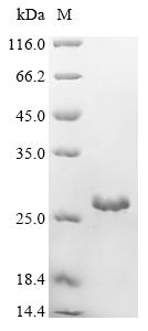 Recombinant Human Gap junction alpha-5 protein (GJA5), partial