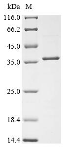 Recombinant Dog Growth hormone receptor (GHR), partial