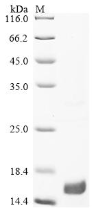 Recombinant Human Bone morphogenetic protein 3B (GDF10)