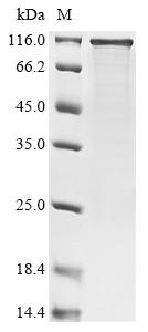 Recombinant Human RNA-binding protein FUS (FUS)