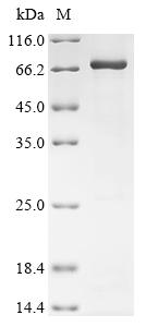 Recombinant Rat Coagulation factor X (F10)