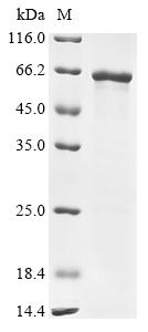 Recombinant Mouse Coagulation factor X (F10)