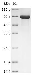 Recombinant Human Coagulation factor X (F10)