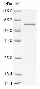 Recombinant Rat Dihydrolipoyllysine-residue succinyltransferase component of 2-oxoglutarate dehydrogenase complex, mitochondrial (Dlst)