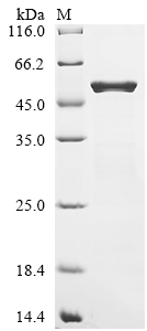 Recombinant Escherichia coli O157:H7 Dihydrolipoyllysine-residue succinyltransferase component of 2-oxoglutarate dehydrogenase complex (sucB)