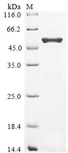Recombinant Escherichia coli O157:H7 Dihydrolipoyllysine-residue succinyltransferase component of 2-oxoglutarate dehydrogenase complex (sucB)