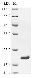 Recombinant Escherichia coli Dihydrofolate reductase (folA)