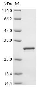 Recombinant Pig Beta-defensin 1 (DEFB1)