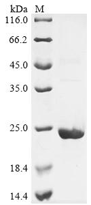 Recombinant Human D-dopachrome decarboxylase-like protein (DDTL)