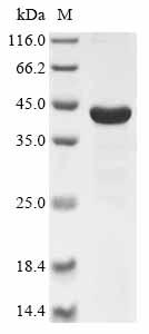 Recombinant Rat Cathepsin D (Ctsd)