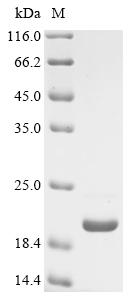 Recombinant Mouse Dipeptidyl peptidase 1 (Ctsc), partial