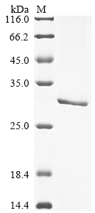 Recombinant Tetronarce californica Acetylcholine receptor subunit alpha (CHRNA1), partial