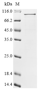 Recombinant Human CD44 antigen (CD44) (Δ507-536), partial