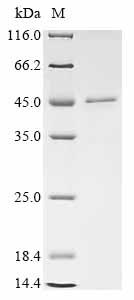Recombinant Mouse CMRF35-like molecule 6 (Cd300c), partial