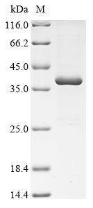 Recombinant Human OX-2 membrane glycoprotein (CD200), partial