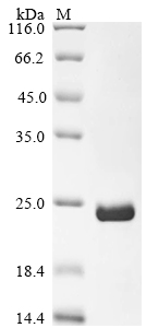 Recombinant Human Bloom syndrome protein(BLM),partial