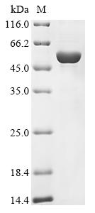 Recombinant Human Potassium-transporting ATPase alpha chain 1 (ATP4A), partial